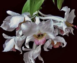 Dendrobium carmindae