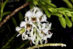 Dendrobium carmindae