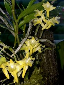 Dendrobium terengganuensis