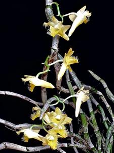 Dendrobium terengganuensis