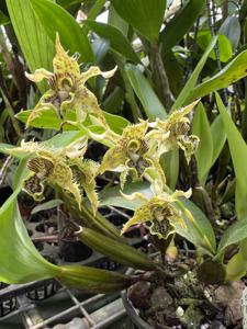 Dendrobium pacificum