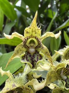 Dendrobium pacificum