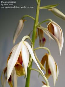 Phaius tankervilleae var. antoninae