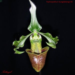 Paphiopedilum bungebelangi