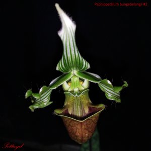 Paphiopedilum bungebelangi