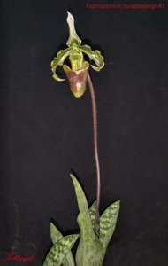 Paphiopedilum bungebelangi