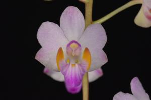 Phalaenopsis pulcherrima var. marmorata