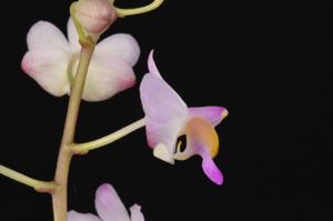 Phalaenopsis pulcherrima var. marmorata
