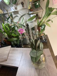 Phalaenopsis pulcherrima var. marmorata