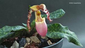 Paphiopedilum dodyanum