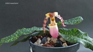 Paphiopedilum dodyanum