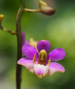 Phalaenopsis pulcherrima var. regnieriana