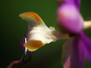 Phalaenopsis pulcherrima var. regnieriana