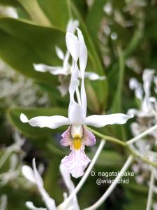 Dendrobium nagataksaka