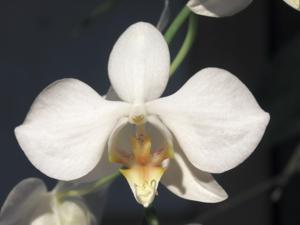 Phalaenopsis formosana