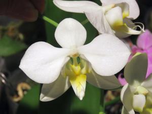 Phalaenopsis formosana