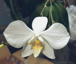 Phalaenopsis formosana