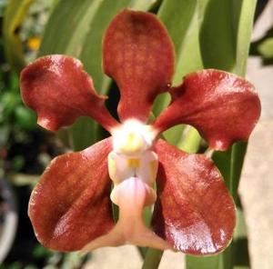 Vanda chirayupiniae