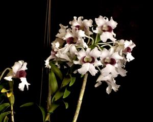 Dendrobium surigaense
