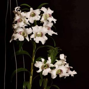 Dendrobium surigaense