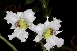 Dendrobium surigaense