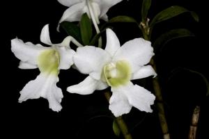 Dendrobium surigaense
