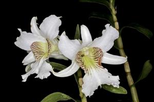 Dendrobium surigaense