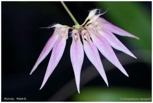 Bulbophyllum hampelianum