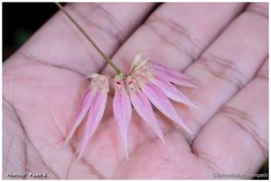 Bulbophyllum hampelianum