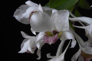 Dendrobium carmindae