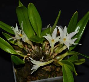Dendrobium yulianiae