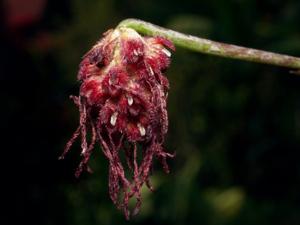 Bulbophyllum dhaninivatii