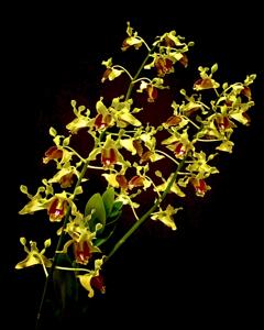 Dendrobium dedeksantosoi