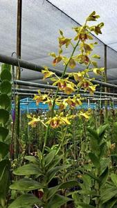 Dendrobium dedeksantosoi