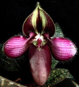 Paphiopedilum rungsuriyanum