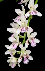 Phalaenopsis japonica