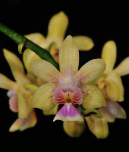 Phalaenopsis deliciosa subsp. deliciosa
