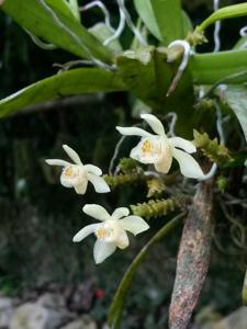 Thrixspermum merapohense