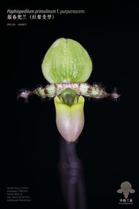 Paphiopedilum primulinum f. purpurascens