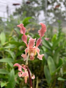 Dendrobium discolor