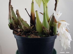 Coelogyne gardneriana