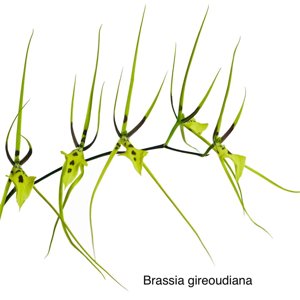 Brassia gireoudiana
