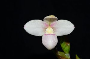 Phragmipedium anguloi