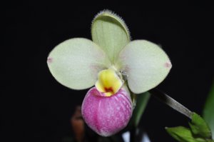 Phragmipedium manzurii