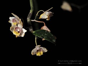 Dendrobium ruckeri