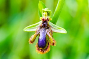 Ophrys vernixia