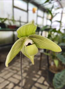 Paphiopedilum malipoense var. hiepii