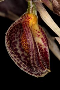 Zootrophion argus
