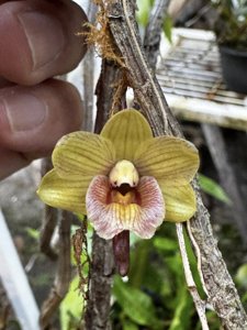 Dendrobium sarawakense