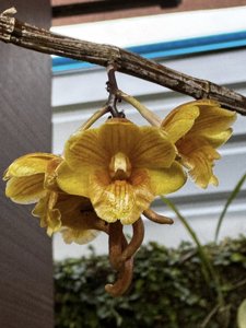 Dendrobium sarawakense